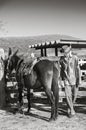 Brazilian cowboy with mule