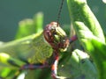 A close up cricket