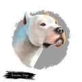 Brazilian Dogo dog breed isolated on white digital art illustration. Brazilian Dogge Molosser-type working dog originating Brazil