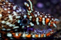 Brazilian Dragon Moray