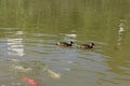 Brazilian duck (Amazonetta brasiliensis) swimming on a pond with green water while looking for food Royalty Free Stock Photo