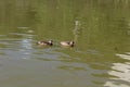 Brazilian duck (Amazonetta brasiliensis) swimming on a pond with green water while looking for food Royalty Free Stock Photo