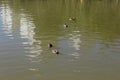 Brazilian duck (Amazonetta brasiliensis) swimming on a pond with green water while looking for food Royalty Free Stock Photo