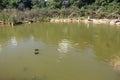 Brazilian duck (Amazonetta brasiliensis) swimming on a pond with green water while looking for food Royalty Free Stock Photo