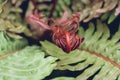 Brazilian dwarf tree fern emerging red fronds clos up Royalty Free Stock Photo