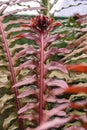 Brazilian dwarf tree fern red fronds Royalty Free Stock Photo