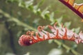 Brazilian dwarf tree fern red fronds Royalty Free Stock Photo