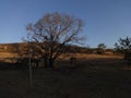 Brazilian Farm backwoods Landscape Tree