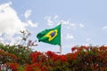 A Brazilian flag seen above a tree called Flamboyant.