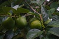 Caqui tree with fruit still green Royalty Free Stock Photo