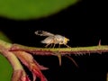 Brazilian Fruit Fly Royalty Free Stock Photo