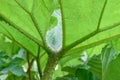 Brazilian giant-rhubarb Gunnera manicata close-up massive leaf Royalty Free Stock Photo