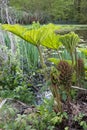 Brazilian Giant Rhubarb, Gunnera manicata, conical branched panicle growing in springtime in East Sussex