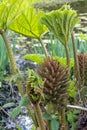 Brazilian Giant Rhubarb, Gunnera manicata, conical branched panicle growing in springtime in East Sussex Royalty Free Stock Photo