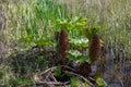 Brazilian Giant Rhubarb, Gunnera manicata, conical branched panicle growing in springtime in East Sussex Royalty Free Stock Photo