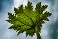 Brazilian Giant-Rhubarb Plant