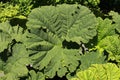 `Brazilian Giant Rhubarb` plant leaves - Gunnera Manicata Royalty Free Stock Photo