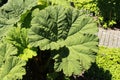 `Brazilian Giant Rhubarb` plant leaves - Gunnera Manicata Royalty Free Stock Photo