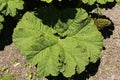 `Brazilian Giant Rhubarb` plant leaves - Gunnera Manicata Royalty Free Stock Photo