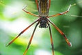 Brazilian giant spider