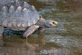 Brazilian Giant Tortoise