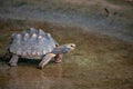 Brazilian Giant Tortoise Royalty Free Stock Photo