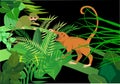 Brazilian green apes saimiri and monkey-howler