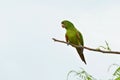 Brazilian green bird named Maritaca Pionus on a branch Royalty Free Stock Photo