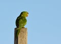 Brazilian green bird named Maritaca Royalty Free Stock Photo