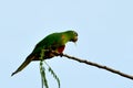 Brazilian green bird named Maritaca (Pionus) Royalty Free Stock Photo