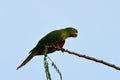 Brazilian green bird (Pionus) on a branch Royalty Free Stock Photo