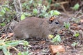 Brazilian guinea pig Galea spixii in the midst of wildlife, Northeastern Caatinga in Brazil