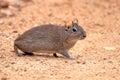 Brazilian guinea pig (Galea spixii) in the midst of wildlife Northeastern Caatinga in Brazil