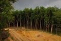Brazilian Hevea tree plantation in Thailand from which natural rubber Royalty Free Stock Photo