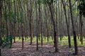 Brazilian Hevea tree plantation in Thailand from which natural rubber Royalty Free Stock Photo