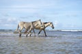 Brazilian Horses Walking on Beach in Nordeste Brazil Royalty Free Stock Photo