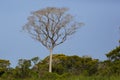 Brazilian Ipe Tree Rising above Jungle to Blue Skies