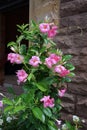 Brazilian Jasmine, a beautiful flowering vine plant