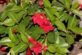 Brazilian jasmine Red, Mandevilla sanderi, also called Dipladenia sanderi