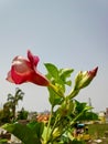 Brazilian jasmine is a vine belonging to the genus Mandevilla