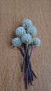 A Brazilian Joyweed flowers on a wood-patterned table