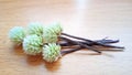 A Brazilian Joyweed flowers on a wood-patterned table