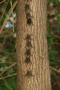 Brazilian Long-nosed Bats - Costa Rica