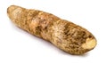 Brazilian manioc, a vegetable used in Brazilian cuisine, called macaxeira,