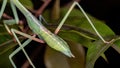 Brazilian Mantid Royalty Free Stock Photo