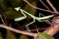 Brazilian Mantid Royalty Free Stock Photo