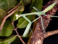 Brazilian Mantid Royalty Free Stock Photo