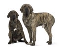 Brazilian Mastiff or Fila Brasileiro dog