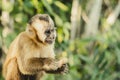 Brazilian monkey, Macaco Prego Royalty Free Stock Photo