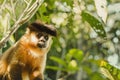 Brazilian monkey, Macaco Prego Royalty Free Stock Photo